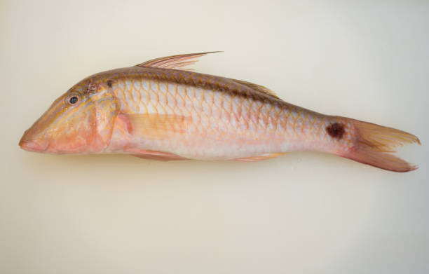 istock Fresh raw fish on white cutting board show ingredients for sashimi or sushi 1401763334