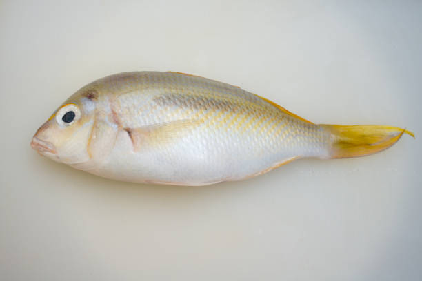 istock Fresh raw fish on white cutting board show ingredients for sashimi or sushi 1401763342
