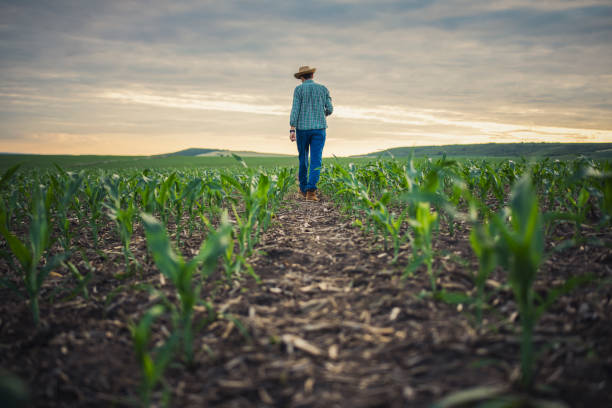 istock Young farmer walking in his corn filed. 1401763665
