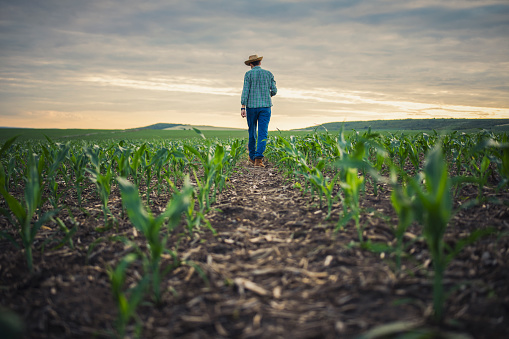 Young farmer walking in his corn filed on sunset.