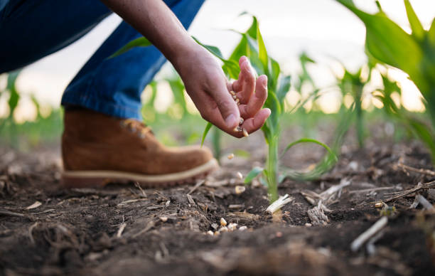 unrecognizable farmer sowing corn on agriculture filed. - semeando imagens e fotografias de stock
