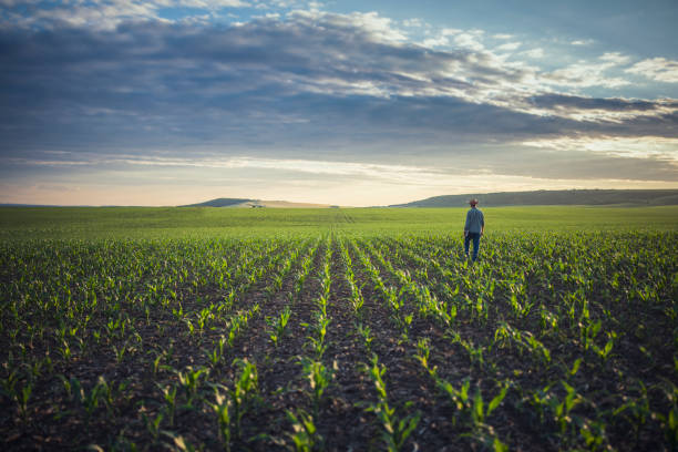 istock Farmer standing in his corn fields with digital tablet in his hands. 1401763678