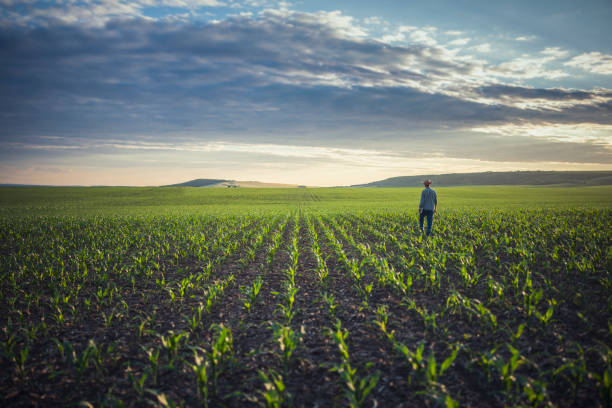 fazendeiro em pé em seus campos de milho com tábua digital em suas mãos. - rural watch - fotografias e filmes do acervo