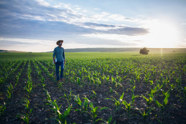 istock Young farmer walking in his corn filed. 1401763679