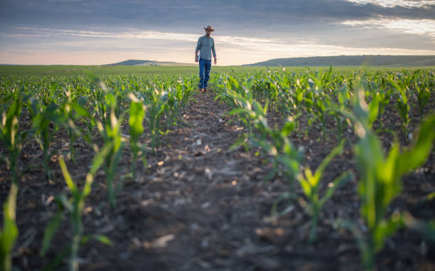 istock Young farmer walking in his corn filed. 1401763680