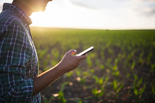 Unrecognizable farmer using phone while working on corn fields.