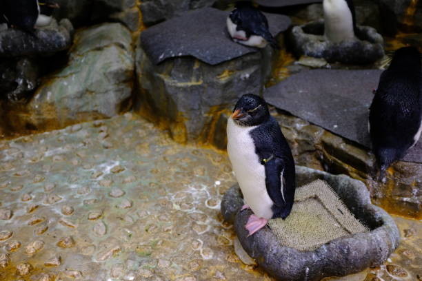 istock One small young rockhopper penguin sitting on a rock Crested Eudyptes chrysocome 1401768139
