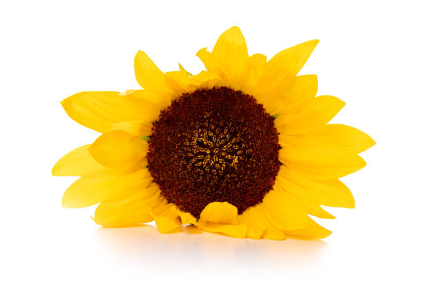 istock One yellow sunflower on white background 1401769245