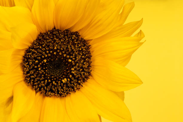 istock Beautiful yellow sunflower closeup 1401769292