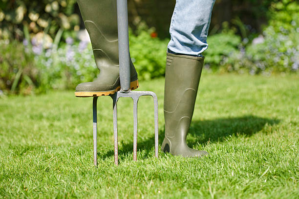 Digging fork Woman aerating the garden lawn with a digging fork garden fork stock pictures, royalty-free photos & images