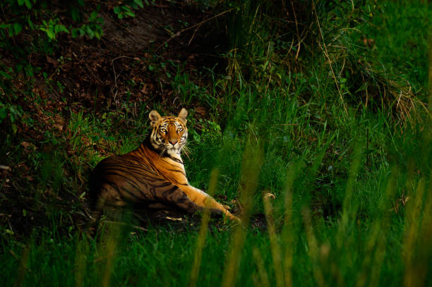 istock Tiger in the Jungle 1401771060