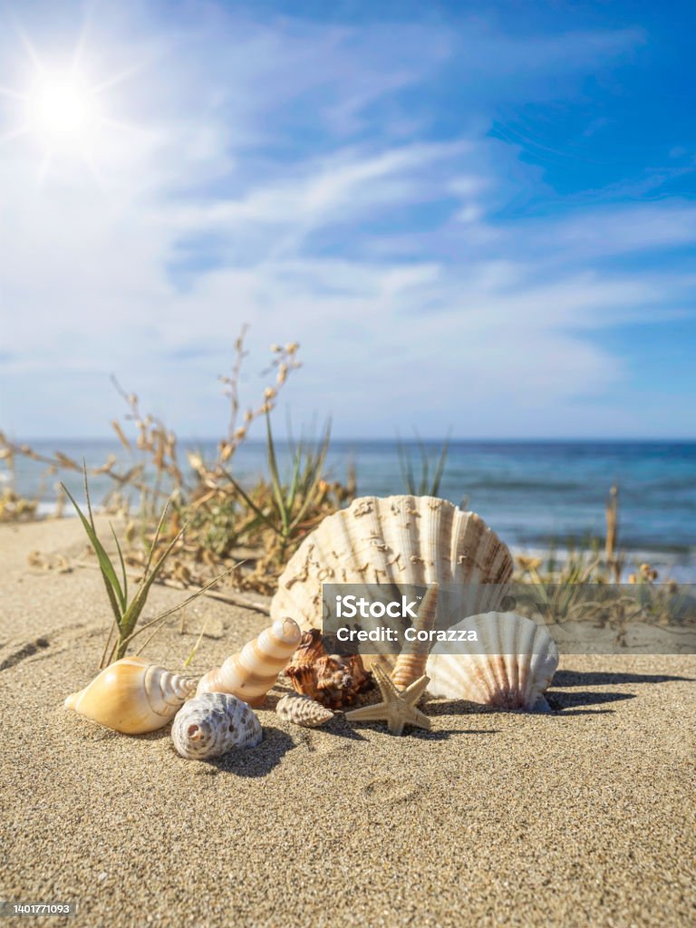 Landscape with shells on a beach with dunes. Landscape with shells on a beach with dunes. Cabopino beach in Marbella, Spain. Summer, vacation concept. Backgrounds Stock Photo