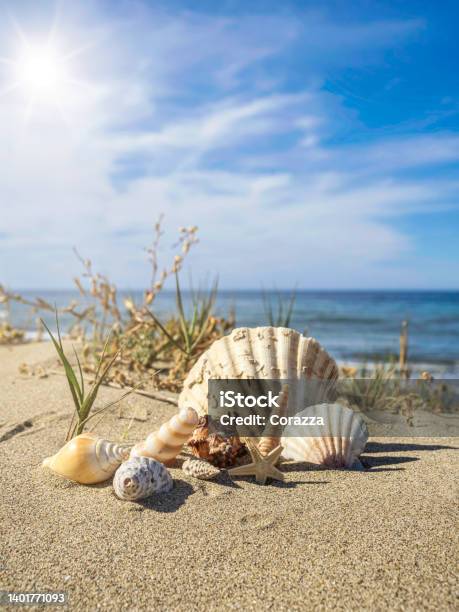 Landscape With Shells On A Beach With Dunes Stock Photo - Download Image Now - Backgrounds, Beach, Beach Holiday