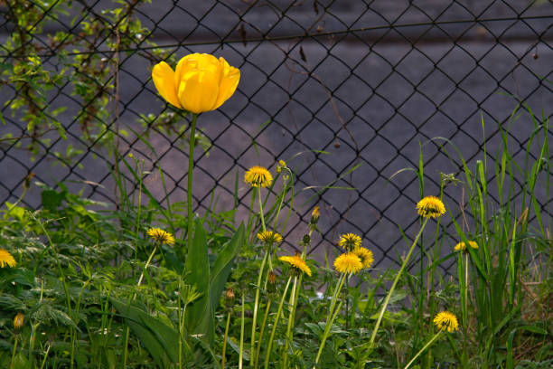 In the garden in the evening