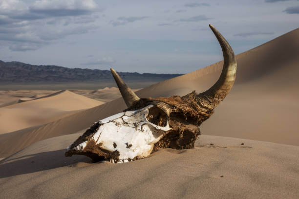 cráneo de toro en el desierto de arena al atardecer - animal skull drought animal bone dry fotografías e imágenes de stock