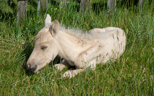 Sleeping newborn foal lying in green grass