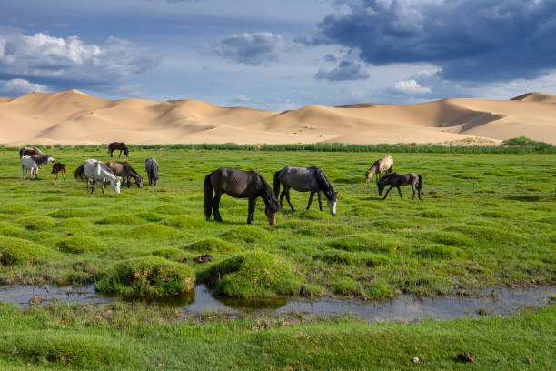 istock Horses eating grass in Gobi Desert 1401775760