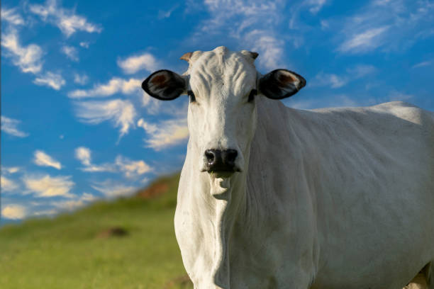 青空のある牧草地のネロレ牛 - ox ストックフォトと画像