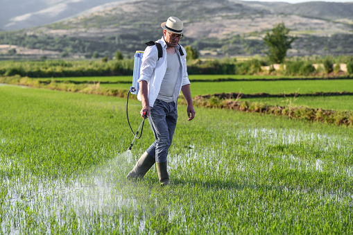 Expert Farmer Working On Crop Spraying On Rice Field