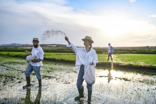 istock Majestic Rice Seeds Falling On Watery Fields Thrown By Siblings Working During Sunset 1401776627