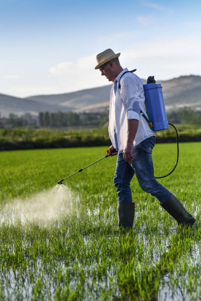 istock Beautiful Green Rice Fields Sprayed With Insecticide Spray By Male Farmer 1401776652
