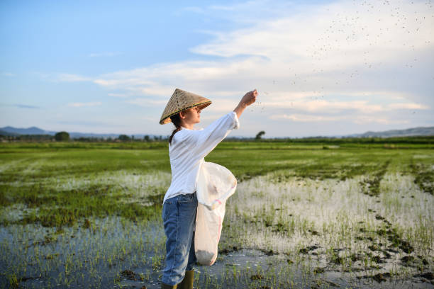 istock Side View Of Female Farmer With Asian Conical Hat Spreading Rice Seeds On Fields 1401777394