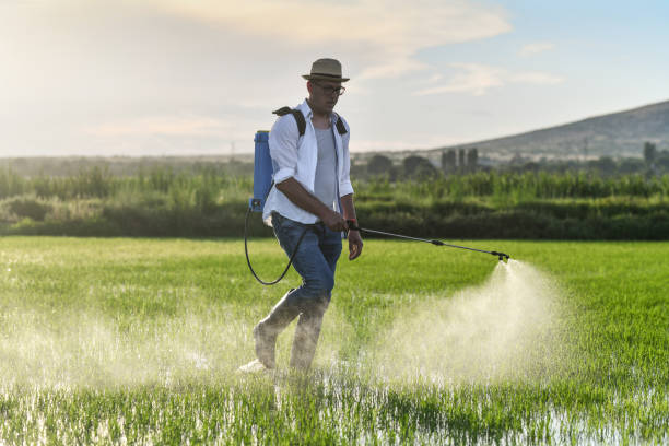 istock Tired Farmer Taking Care Of Last Rice Fields Sprayed With Insecticide Spray 1401777414