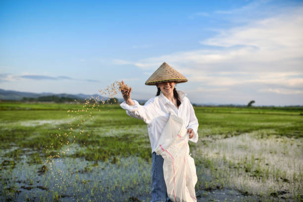 istock Smiling Female Farmer Throwing Rice Seeds On Majestic Rice Fields During Sunset 1401777584