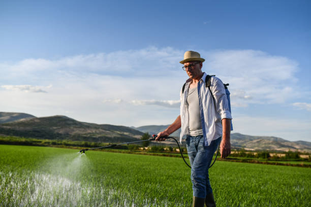 istock Low Angle View Of Sunset Falling Above Crop Sprayer During Late Sunset At Rice Fields 1401777600