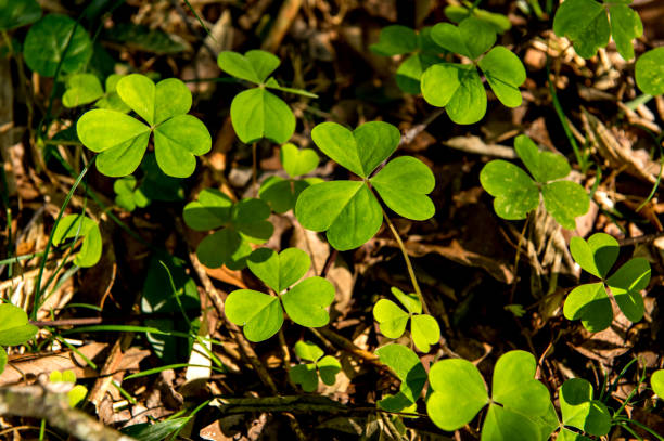 istock Three-leaf clovers, green coming out of the ground. 1401777603