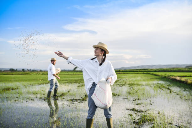 istock Beautiful Female Farmer Sowing Seeds On Rice Farm Fields And Smiling During Sunset 1401777640