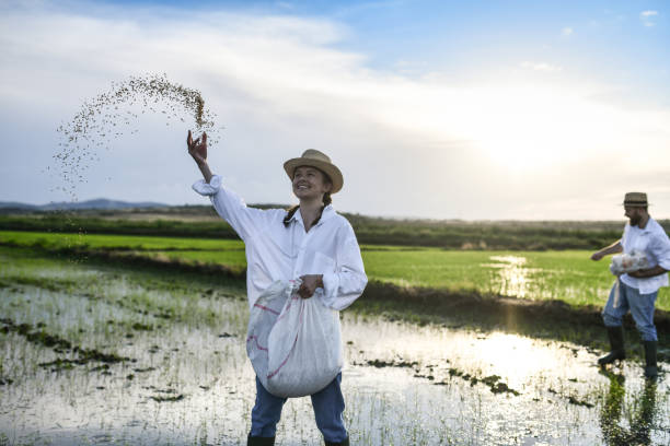istock Happy Family Sowing The Rice Fields Together 1401777653