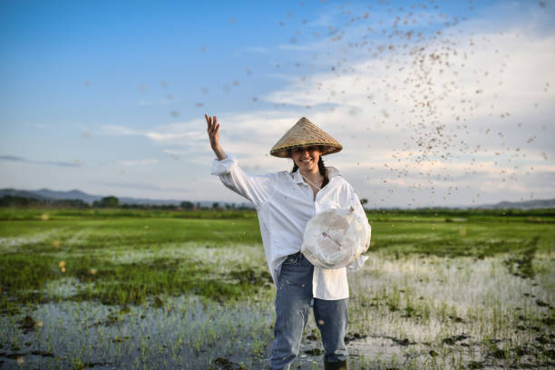 istock Sunset Rice Field Work For Smiling Female Farmer 1401777666