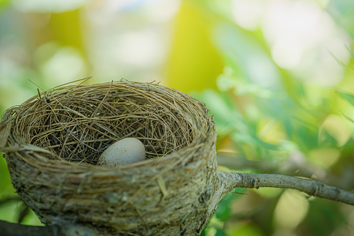 Bird egg with nest on a tree branch
