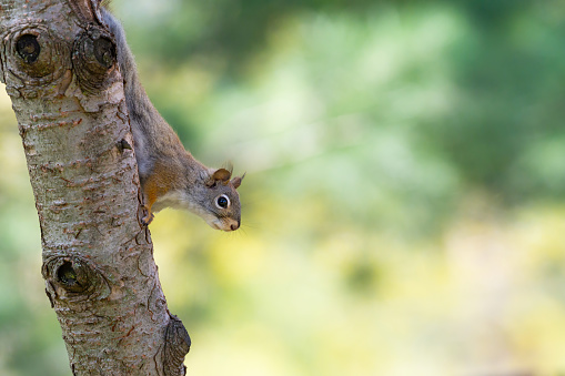 A grey squirrel climbing down a tree