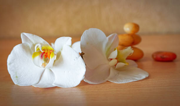 Orchid flower with stacks of black massage stones on a wooden surface (mango wood). Blue background with bokeh light.