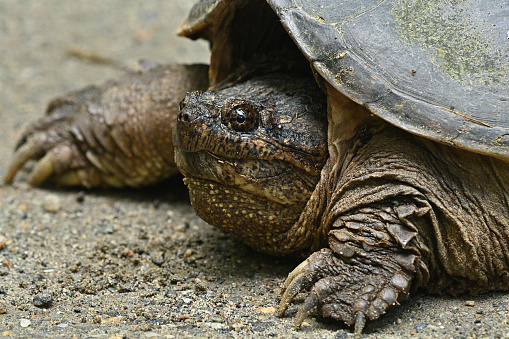 Snapping turtle portrait. Crossing a dirt road in Connecticut, late spring.