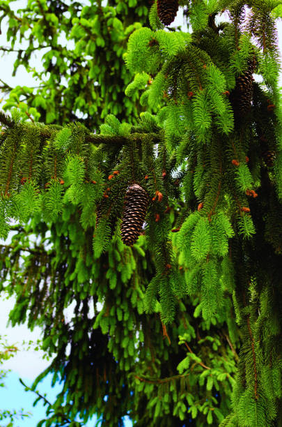 istock Pine cones. Pine tree branch with big pine cone. Abstract blue background. Close-up view of branch with pine cone 1401780427