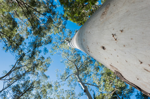 Large white eucalyptus tree with no bark  towering overhead to canopy with converging lines.