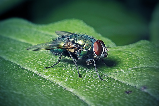 A housefly on a white background