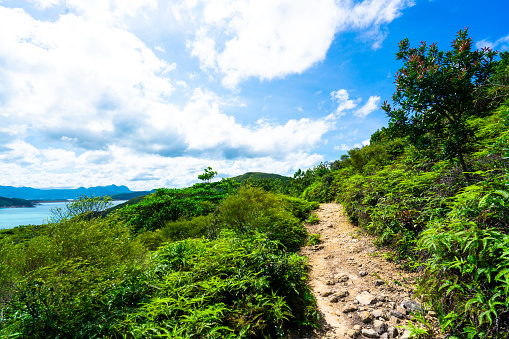 Footpath in forest park at Hong Kong