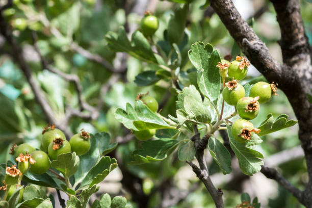 istock Unripe green hawthorn berries 1401782597
