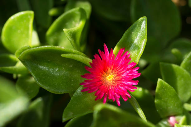 Close up of a Baby Sun Rose (Mesembryanthemum cordifolium) in bloom