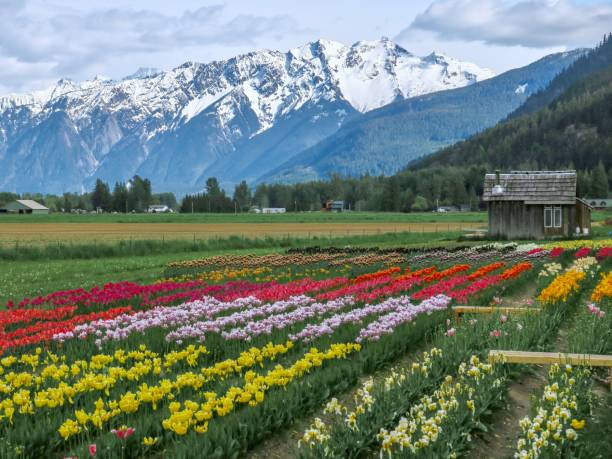 Tulips and Snow-capped Mountains Pemberton, a charming village in British Columbia, Canada. pemberton bc stock pictures, royalty-free photos & images