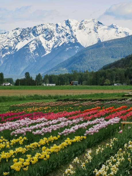istock Tulips and Snow-capped Mountains 1401784760