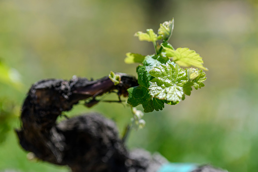 Close-up view of bunches of ripe wine grapes in colorful autumn leaves. Selective focus. Israel