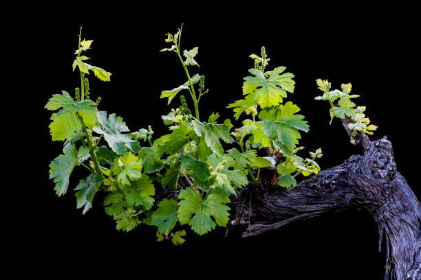 istock Grape vines shot in the vineyard black background 1401785033
