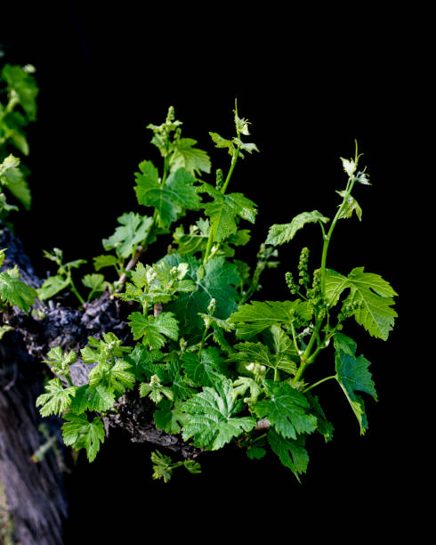 istock Grape vines shot in the vineyard black background 1401785076