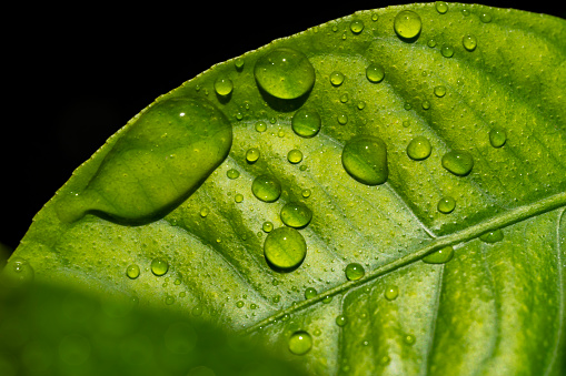 Raindrops on lemon leaves.  Fresh looking close-up image for use as a natural background.