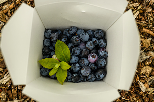 Fresh blueberries in a container